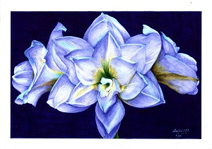 Dessin au stylo Bic : amaryllis